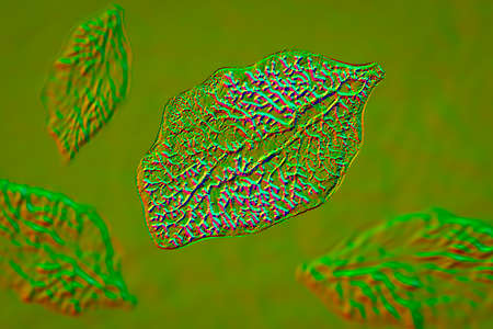 Fasciola hepatica, or liver fluke, 3D illustration. A parasitic trematode worm that causes fasciolosis, an infection of liverの写真素材