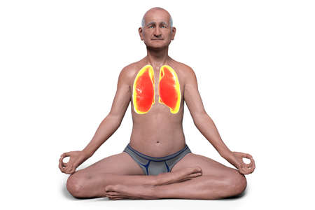 A senior man in Lotus yoga position, or Padmasana, with highlighted lungs, 3D illustration....