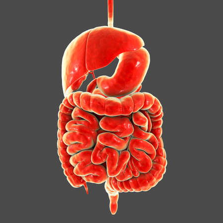 Anatomy of human digestive system, 3D illustration showing liver, stomach, small and large intestine...