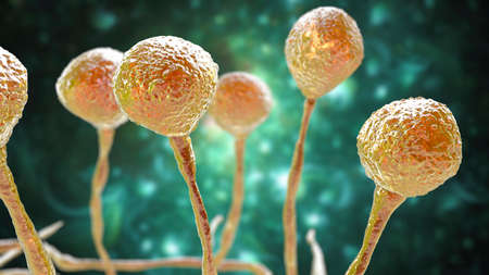 Mucor mold, bread mold fungi, found in soil, digestive systems, 3D illustration. Opportunistic fungi...