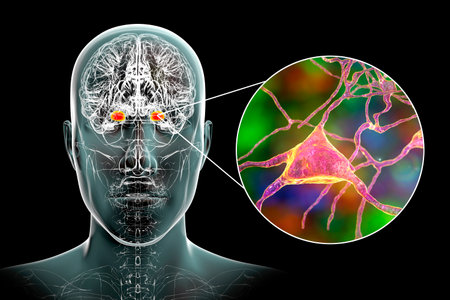 Amygdala in the brain, and closeup view of amygdala neurons, 3D illustration. Two almond-shaped clusters of nuclei within temporal lobes, part of the limbic system, play role in memory and emotionsの写真素材
