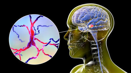 Black substance of the midbrain and its dopaminergic neurons, 3D illustration. Black substance...