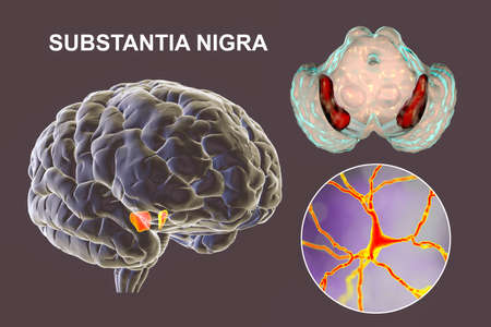 Black substance of the midbrain and its dopaminergic neurons, 3D illustration. Black substance...