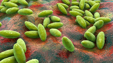 Brucella bacteria, 3D illustration. Gram-negative pleomorphic bacteria that cause brucellosis in...
