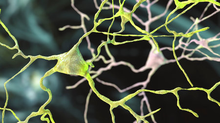 Neurons, brain cells located in Amygdala, 3D illustration. Amygdalas are clusters of nuclei within the temporal lobes, part of the limbic system, their neurons play role in memory, emotionsの写真素材