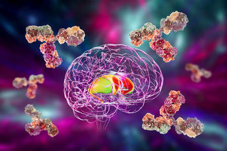 Anti-basal ganglia antibodies. 3D conceptual illustration showing molecules of immunoglobulins...