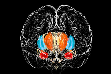 Brain dorsal striatum anatomy, 3D illustration. The dorsal striatum consists of the caudate nucleus...