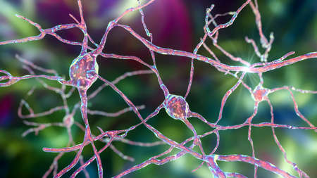 Neurons of Dorsal striatum, 3D illustration. Dorsal striatum is a nucleus in the basal ganglia