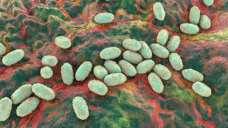 Whooping cough bacteria Bordetella pertussis, 3D illustration. Gram-negative coccobacilli bacteria...