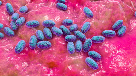 Whooping cough bacteria Bordetella pertussis, 3D illustration. Gram-negative coccobacilli bacteria...