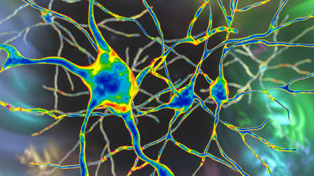 Neurons of Dorsal striatum, 3D illustration. The dorsal striatum is a nucleus in the basal ganglia, degrading of its neurons plays a crucial role in the development of Huntington's diseaseの写真素材