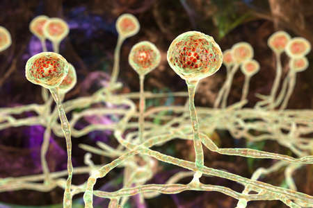 Mucor mold, black fungus, bread mold fungi, 3D illustration. Opportunistic fungi that cause...