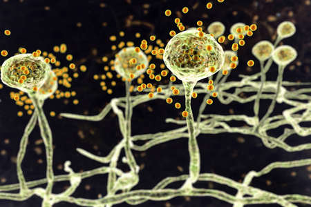 Mucor mold, black fungus, bread mold fungi, 3D illustration. Opportunistic fungi that cause...