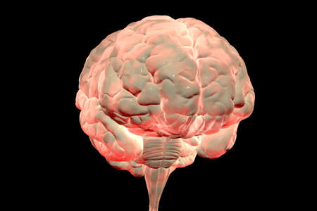 Human brain anatomical model, realistic 3d illustration