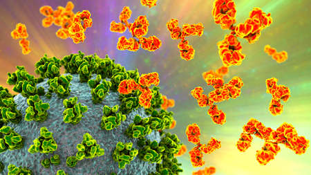 Antibodies attacking SARS-CoV-2 virus, corona virus, COVID-19 viruses, the conceptual 3D...