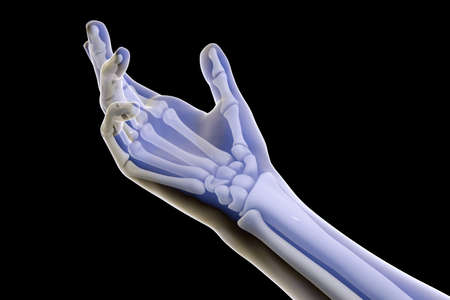 Human hand and arm with skeleton bones, 3D illustration