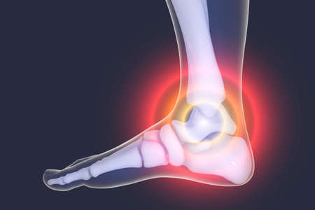 Foot and ankle pain, 3D illustration. Foot anatomyの写真素材
