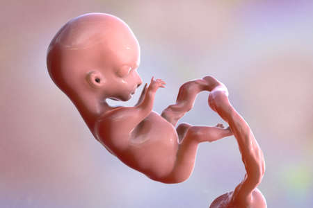 Human fetus, scientifically accurate 3D illustration. Early fetal period, week 8 - week 16の写真素材