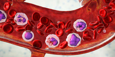 Blood flow. 3D illustration showing different types of blood cells, erythrocytes, neutrophil,...