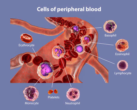 Blood flow. 3D illustration showing different types of blood cells, erythrocytes, neutrophil, and...