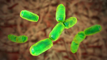 Methanobrevibacter smithii microorganisms, 3D illustration, the predominant archaeon in the microbiota of the human intestine, a methanogen, plays a role in the digestion of polysaccharidesの写真素材