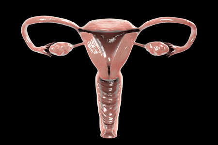 Anatomy of female reproductive system isolated on black background, 3D illustration