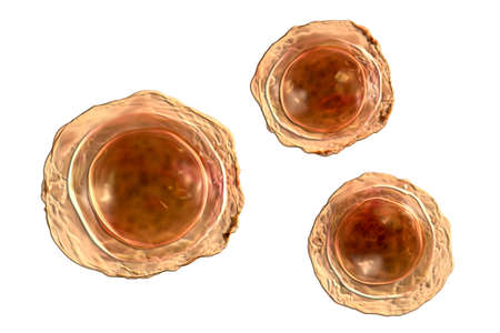 Ascaris lumbricoides, a large roundworm, fertilized egg, 3D illustration