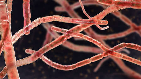 Nocardia bacteria, 3D illustration. Nocardia are rod-shaped Gram-positive bacteria that cause...
