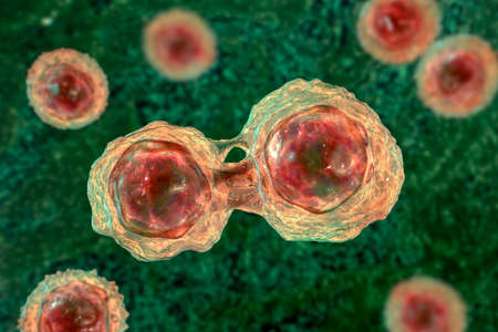Dividing stem cells, 3D illustration. Research and scientific backgroundの写真素材