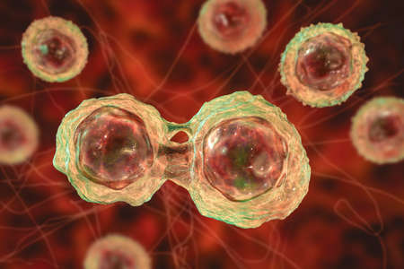 Dividing stem cells, 3D illustration. Research and scientific backgroundの写真素材