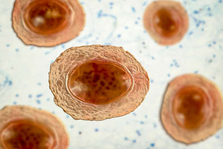 Ascaris lumbricoides, a large roundworm, unfertilized egg, 3D illustrationの写真素材
