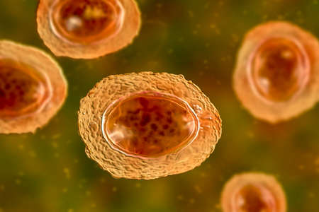 Ascaris lumbricoides, a large roundworm, unfertilized egg, 3D illustration