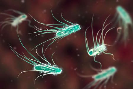 Escherichia coli bacteria, 3D illustration. E. coli is a Gram-negative rod-shaped motile bacterium covered with flagellaの写真素材