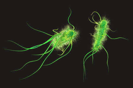Escherichia coli bacteria, 3D illustration. E. coli is a Gram-negative rod-shaped motile bacterium...
