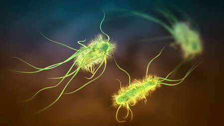 Escherichia coli bacteria, 3D illustration. E. coli is a Gram-negative rod-shaped motile bacterium covered with flagellaの写真素材