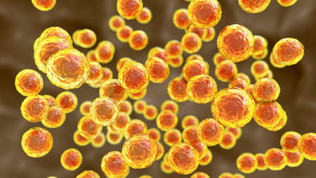 Bacteria Pediococcus, 3D illustration. Gram-positive cocci, associated with infections in patients...