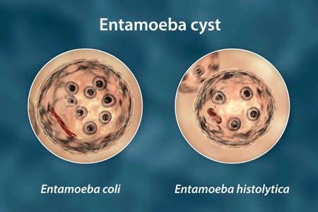 Cysts of Entamoeba protozoan, 3D illustration. Entamoeba coli and E. histolityca