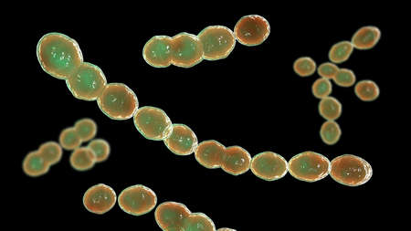 Leuconostoc bacteria, 3D illustration. Coccoid lactic acid bacteria, found on plants, used for production of fermented milk, can cause meningitis, bacteremia, urinary tract and pulmonary infectionsの写真素材