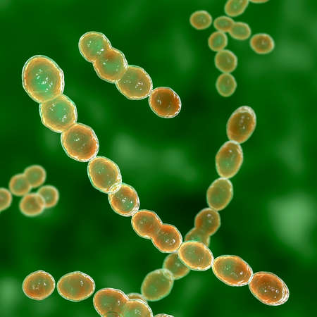 Leuconostoc bacteria, 3D illustration. Coccoid lactic acid bacteria, found on plants, used for production of fermented milk, can cause meningitis, bacteremia, urinary tract and pulmonary infectionsの写真素材