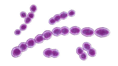 Leuconostoc bacteria, 3D illustration. Coccoid lactic acid bacteria, found on plants, used for...