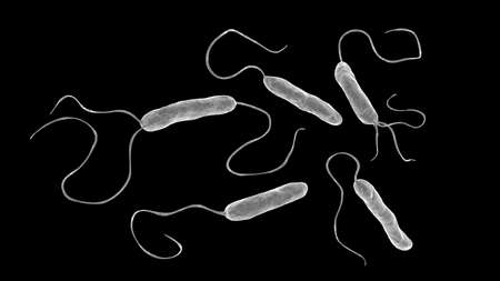 Bacteria Stenotrophomonas maltophilia, 3D illustration. Gram-negative bacilli that cause nosocomial infections, endocarditis, wound infections, bacteremia and otherの写真素材