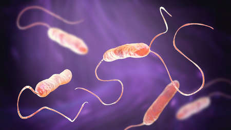 Bacteria Stenotrophomonas maltophilia, 3D illustration. Gram-negative bacilli that cause nosocomial infections, endocarditis, wound infections, bacteremia and otherの写真素材