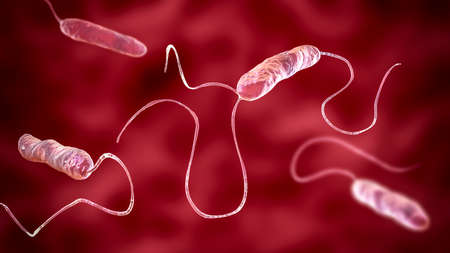 Bacteria Stenotrophomonas maltophilia, 3D illustration. Gram-negative bacilli that cause nosocomial...