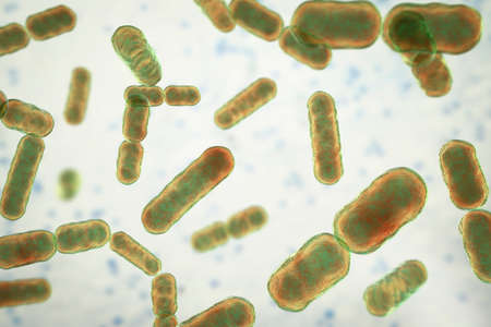Scientific image of bacteria Bacteroides fragilis and other Bacteroides, Gram-negative anaerobic...
