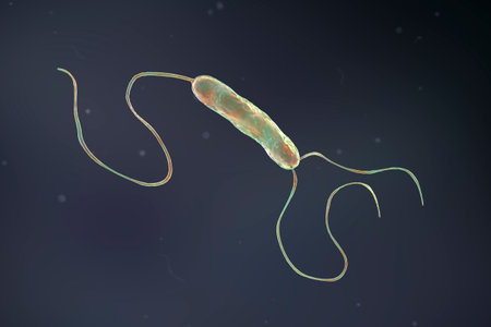 Scientific image of motile flagellated bacteria. Bacterium Stenotrophomonas maltophilia, 3D illustration. Bacilli that cause nosocomial infections, endocarditis, wound infections, bacteremia and otherの写真素材