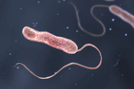 Scientific image of motile flagellated bacteria. Bacterium Stenotrophomonas maltophilia, 3D illustration. Bacilli that cause nosocomial infections, endocarditis, wound infections, bacteremia and otherの写真素材
