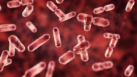 Scientific image of bacteria Bacteroides, Gram-negative anaerobic bacterium, one of the major components of normal microbiome of human intestine, 3D illustration. B. fragilis and other Bacteroidesの写真素材