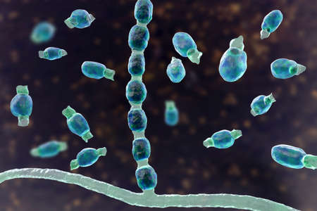 Fungi Coccidioides immitis, saprophytic stage, 3D illustration showing fungal arthroconidia. Pathogenic fungi that reside in soil and can cause infection coccidioidomycosis, or Valley feverの写真素材