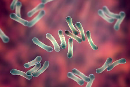 Scientific image of bacteria Corynebacterium showing their characteristic morphology, rod-shaped bacteria with wider ends and club shape appearance, 3D illustration. C. diphtheriae and otherの写真素材
