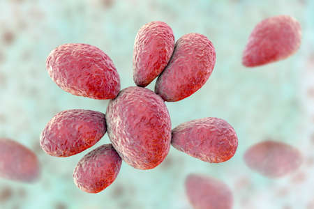 Fungi Paracoccidioides brasiliensis, a dimorphic fungus that causes paracoccidioidomycosis....